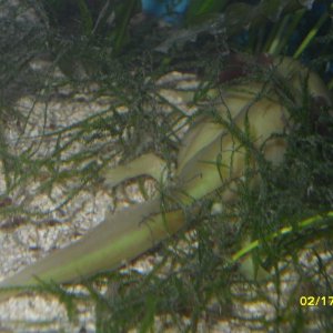 Hiding under the Java Moss. Ditto doesn't do this as often as Jabu.