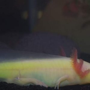 Axolotl on the move!