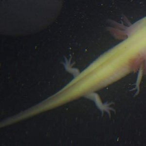 Axolotl from above!