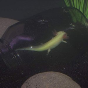 Axolotl under glass.