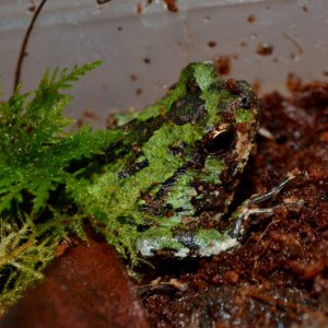 Malagasy Green Marbled Burrowing Frogs - Male
Nomenclature: Scaphiophryne marmorata
IUCN Red List: Vulnerable 

© 2013 (These are my own photographs, 