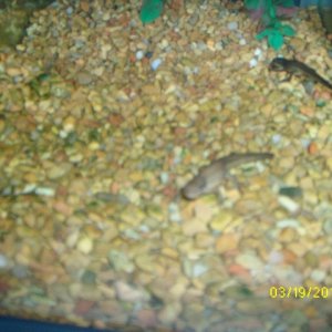 Eastern Newts exploring tank after new arrival.