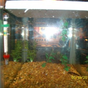 Side angle of 10 gallon Eastern Newt tank setup.