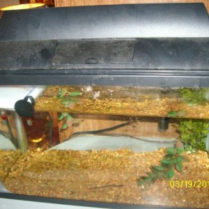 10 gallon Eastern Newt tank Setup.