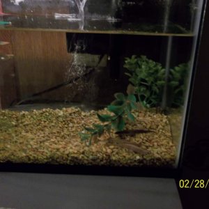 My three Eastern Newts checking out there new tank.