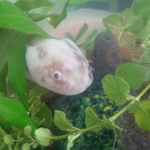 Hiding in his plants, male luescistic.