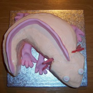 Axolotl cake