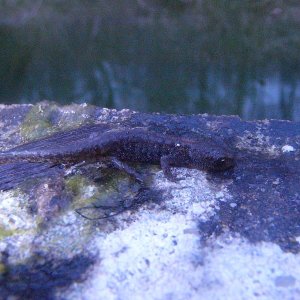 Ichthyosaura alpestris cyreni, juvenile.