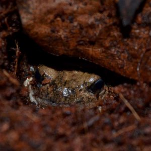 Malaysian Painted Bullfrog Female
Nomenclature: Kaloula pulchra
IUCN Red List: Least Concerned

Info: Is 1 of 14 species of the Kaloula genus (members