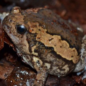 Malaysian Painted Bullfrog Female
Nomenclature: Kaloula pulchra
IUCN Red List: Least Concerned

Info: Is 1 of 14 species of the Kaloula genus (members