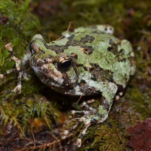 Malagasy Green Marbled Burrowing Frog Female
Nomenclature: Scaphiophryne marmorata
IUCN Red List: Vulnerable

© 2013 (These are my own photographs, pl