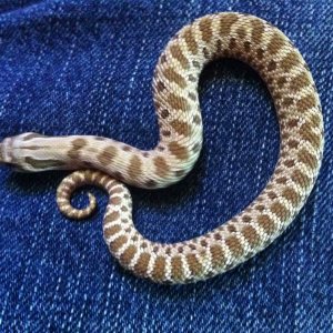 hognose