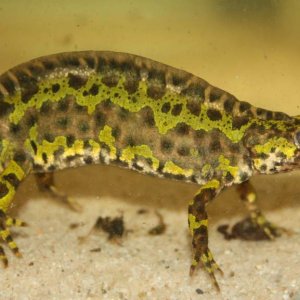 Triturus marmoratus