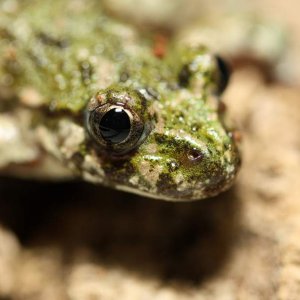 Pelodytes punctatus