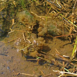 Ambystoma gracile egg mass, site 1