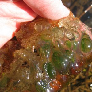 Ambystoma gracile egg mass, site 1