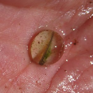 Ambystoma gracile egg (fallen out of the mass), site 1