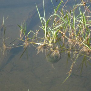 Ambystoma gracile egg mass, site 2