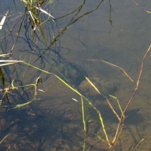 Ambystoma gracile egg masses, site 2