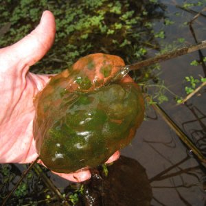 Ambystoma gracile egg mass, site 3