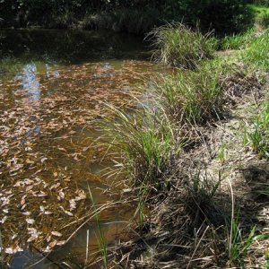 habitat site3