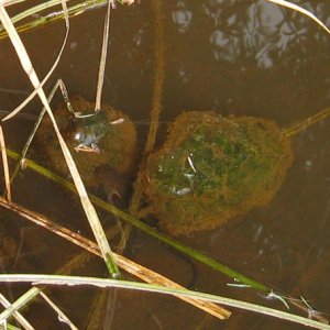 T. granulosa biting A. gracile egg mass, site3