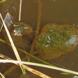 T. granulosa biting A. gracile egg mass, site3