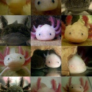 My (once made) page of staring lotls