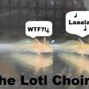 The Lotl Choir
I do not own the original picture. Can't remember where I found it but I thought this was cute.