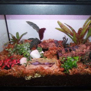 dartfrog tank 001