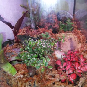 dartfrog tank 005