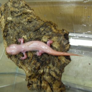 morphed leucistic axolotl