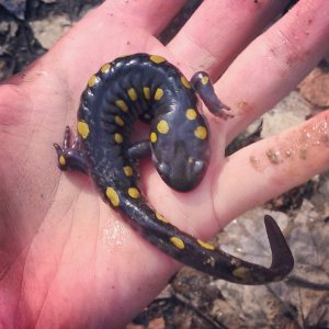 Tiger Salamander