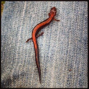 Redback Salamander