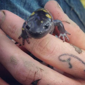 Tiger Salamander