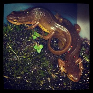 ERS Newts