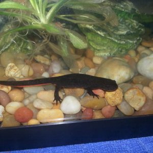 Fire belly newt