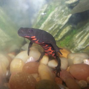 Fire belly newt