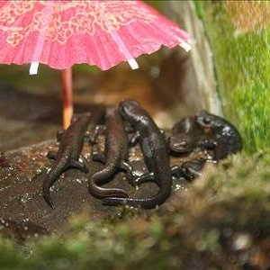 salamander umbrellas