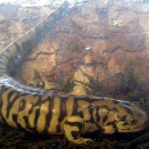 close up of my tiger salamander