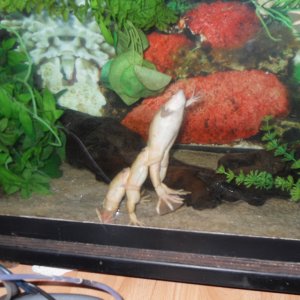 Xenopus conga! 001