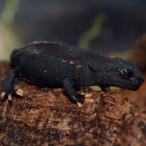 Wen Xian Knobby Newt
Nomenclature: Tylototriton wenxianensis
IUCN Red List: Vulnerable

Info: This species is hardly, if ever kept in captivity and a 