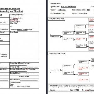 Tylototriton Ownership Certificate Draft ©