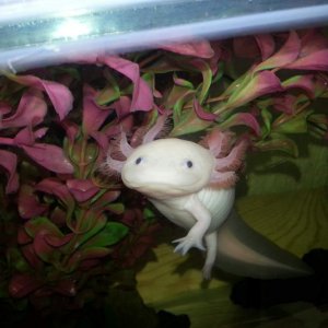 Angel in his old tank (colour of water is the tannin's from some bogwood)