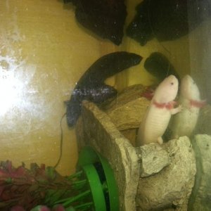 Toothless and Angel in their old tank