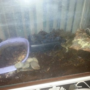 Blotched tiger salamander setup