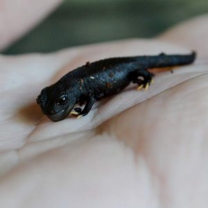 Wen Xian Knobby Newt
Nomenclature: Tylototriton wenxianensis
Gender ratio: 1.1.0
IUCN Red List: Vulnerable

Information: Odd and very peculiar behavio