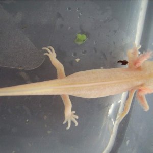 albino? leicistic? Triturus cristus larvae