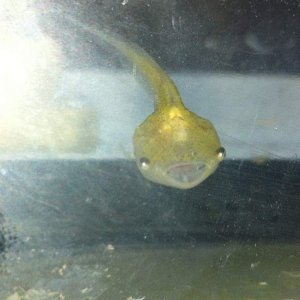 Shocked ACF tadpole