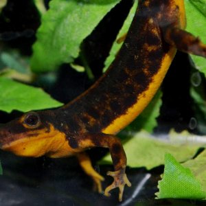 Amami-Oshima Sword Tailed Newt
Nomenclature: Cynops ensicauda ensicauda
IUCN Red List: Endangered
Country of Origin: Amami-Oshima, Kakeromajima, Tokun